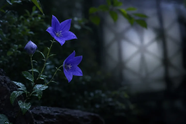 雨上がりの庭に咲く桔梗と蕾